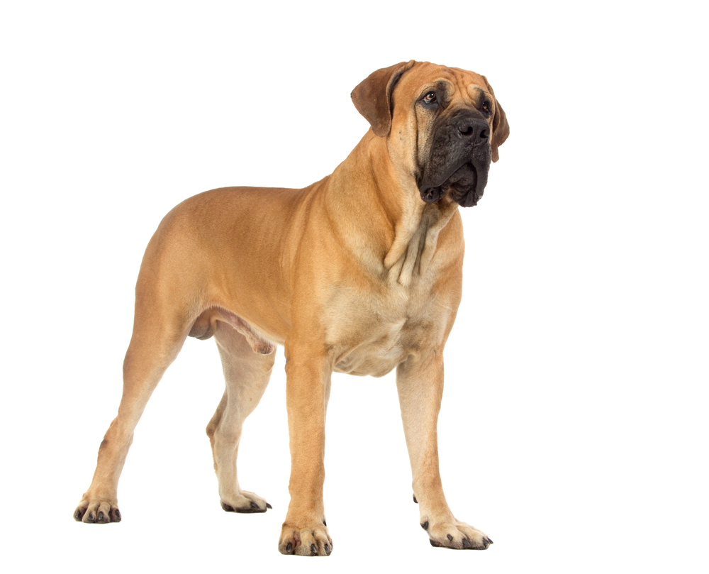 Boerboel