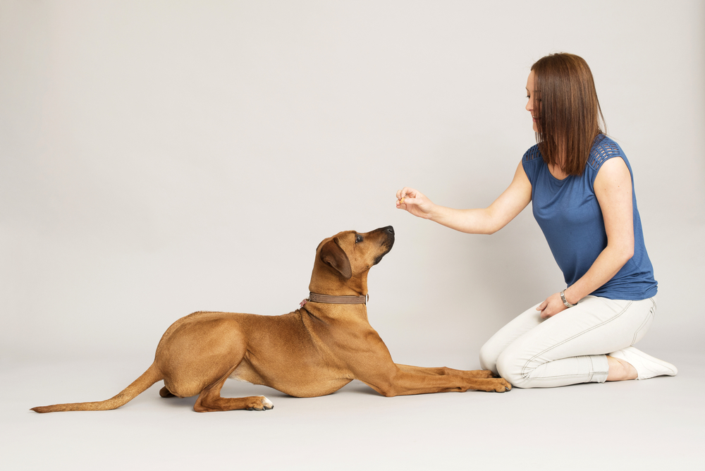 Cursussen voor jonge honden