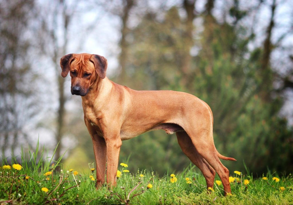 De Rhodesian Ridgeback