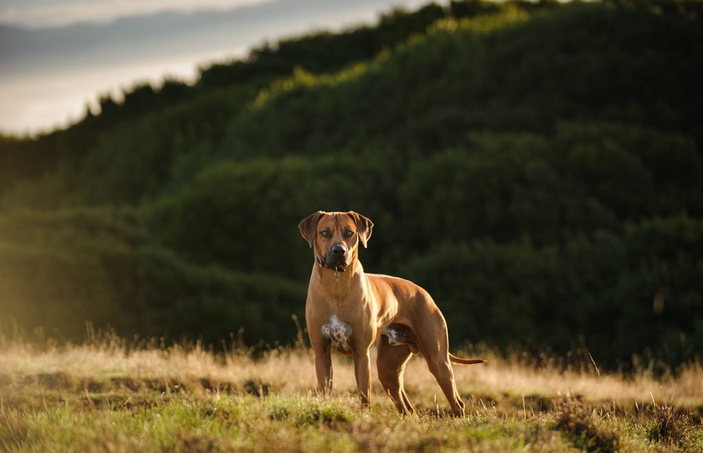 De Rhodesian Ridgeback