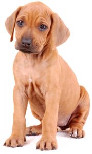 Gewicht rhodesian ridgeback puppy