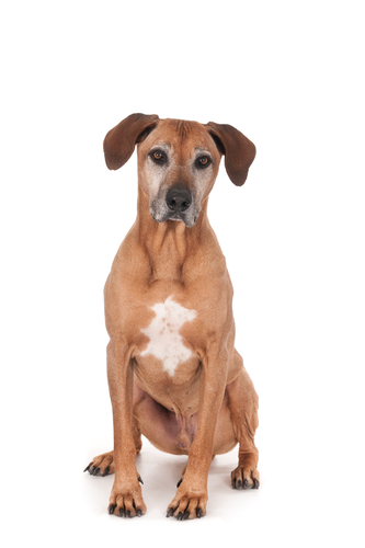 Hoe oud wordt een Rhodesian Ridgeback