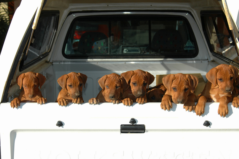 Importeren vanuit Afrika
