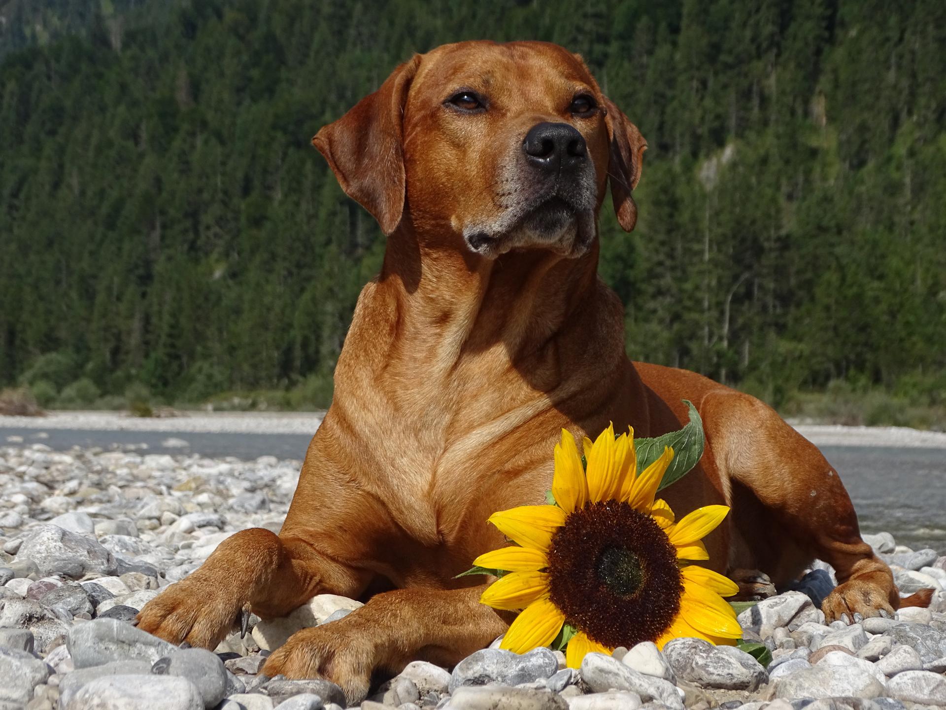 Met je Rhodesian Ridgeback op de foto