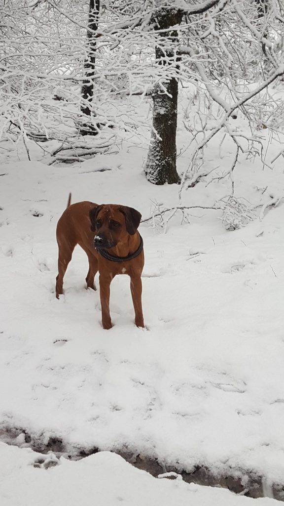 Nala in de sneeuw