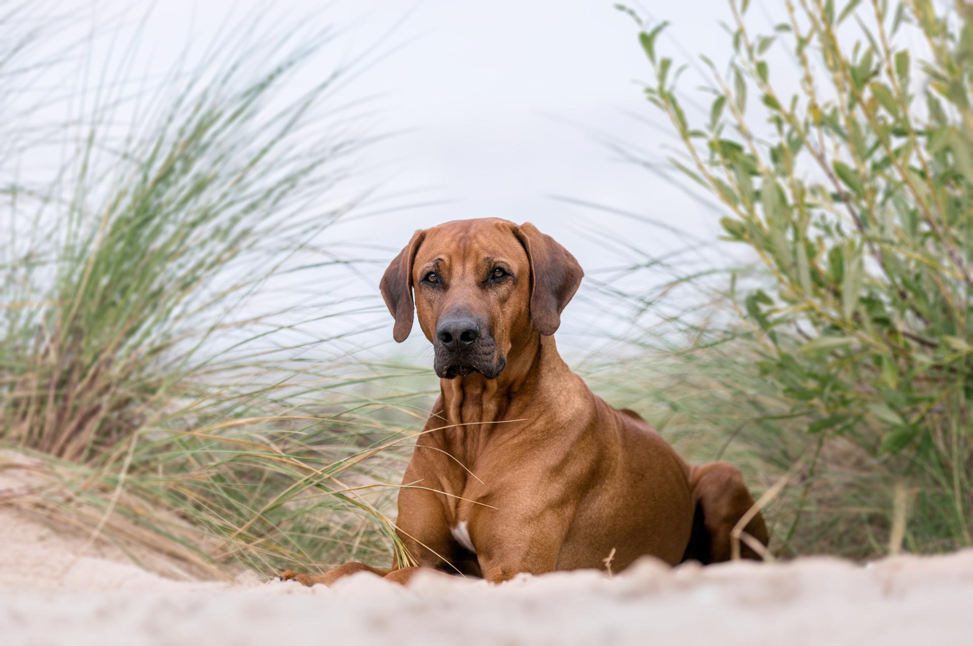 Op reis met je Rhodesian Ridgeback
