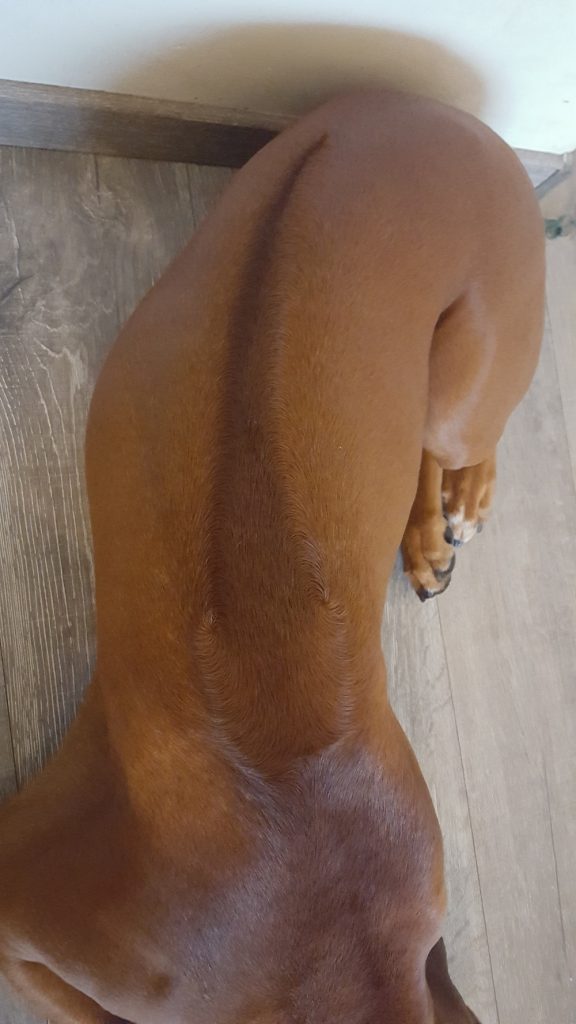 Rasstandaard de ridge