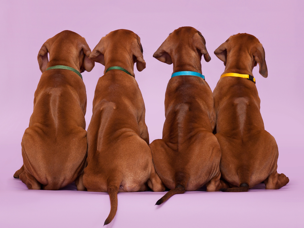 Rhodesian Ridgeback aanschaffen