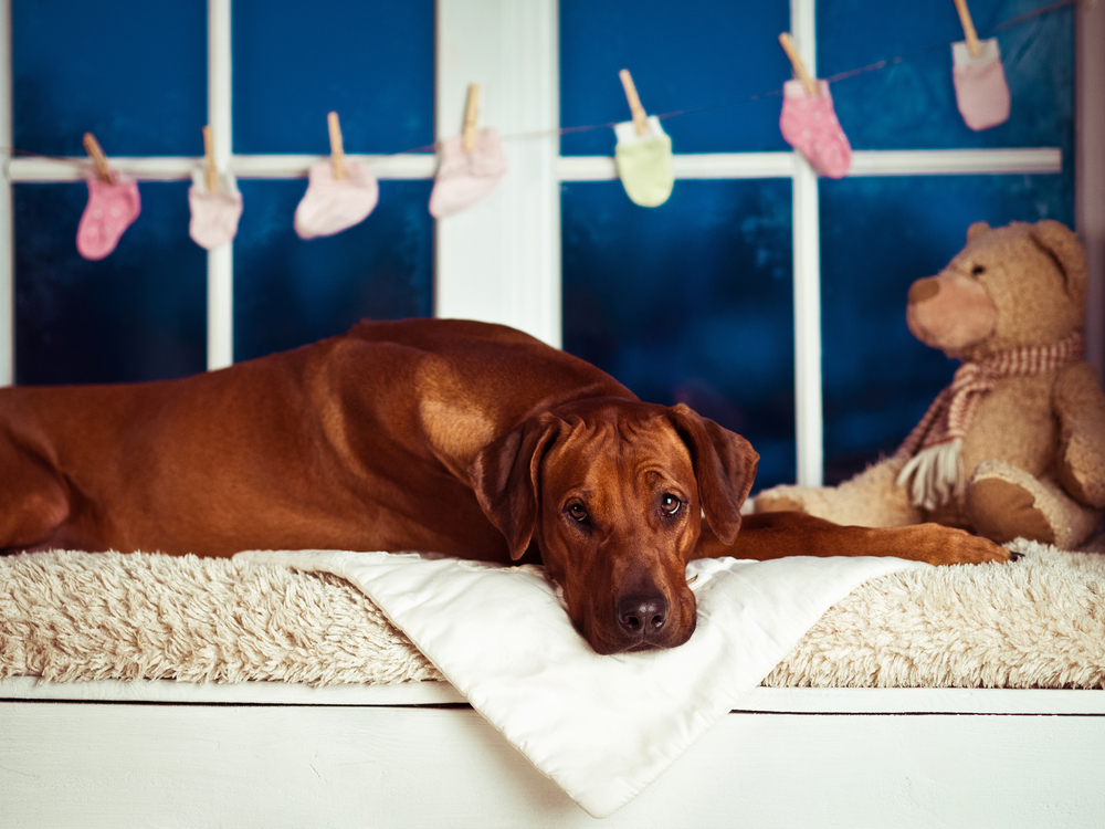 Schijnzwangerschap hond