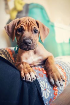 Opvoeding Rhodesian Ridgeback pup